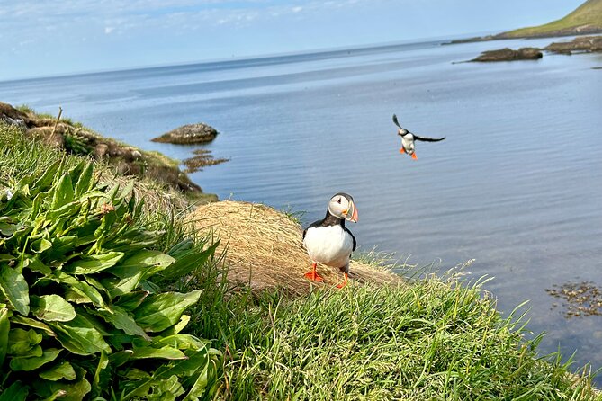 1 Hour Iceland Nature and Wildlife RIB Small Group Guided Safari - Seals, waterfalls, and a possible whale sighting