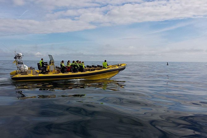 1-Hour Small Group Sightseeing Boat Tour in Vestmannaeyjar - Why Vestmannaeyjar makes a good boat-tour setting