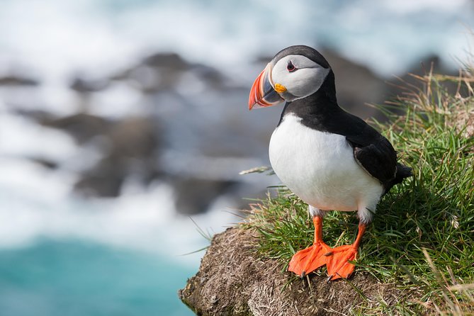 1-Hour Small Group Sightseeing Boat Tour in Vestmannaeyjar - Rock formations, caves, and the elephant-shaped cliff