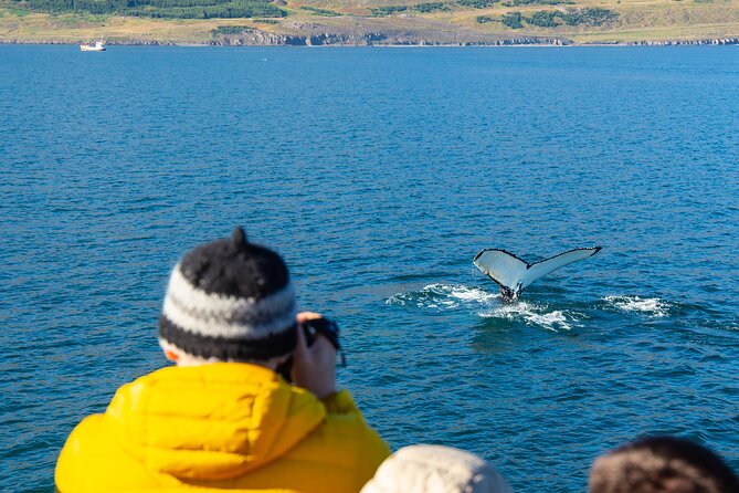100% Whale Watching - Who should book this Hauganes whale tour?
