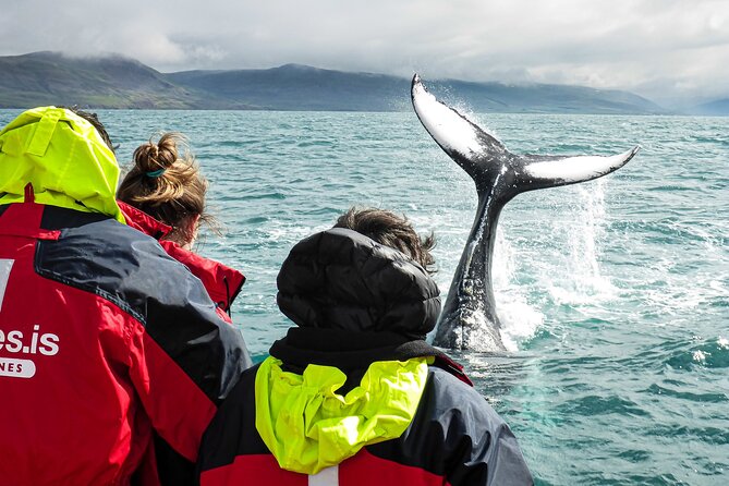 100% Whale Watching - Warm suits, cold hands, and practical comfort