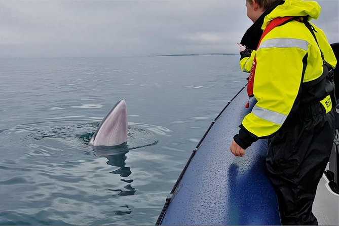 2-Hour RIB Boat Whale Watching Tour from Reykjavik - Why the RIB ride is part of the attraction