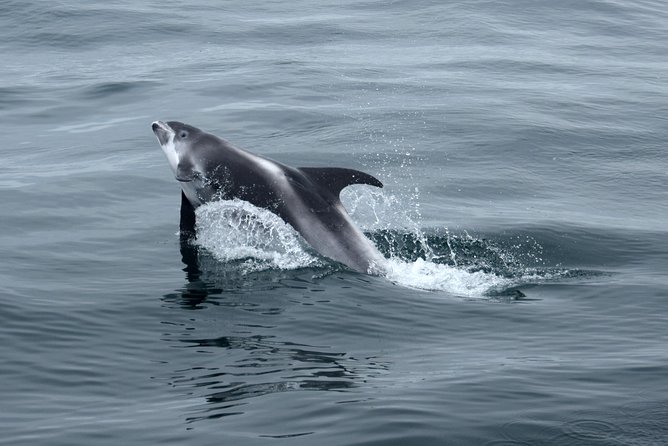 2-Hour RIB Boat Whale Watching Tour from Reykjavik - Humpbacks, minke whales, dolphins, and porpoises