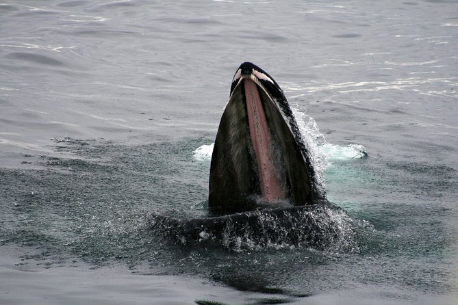 2-Hour RIB Boat Whale Watching Tour from Reykjavik - Akurey, Reykjavik’s summer puffin island