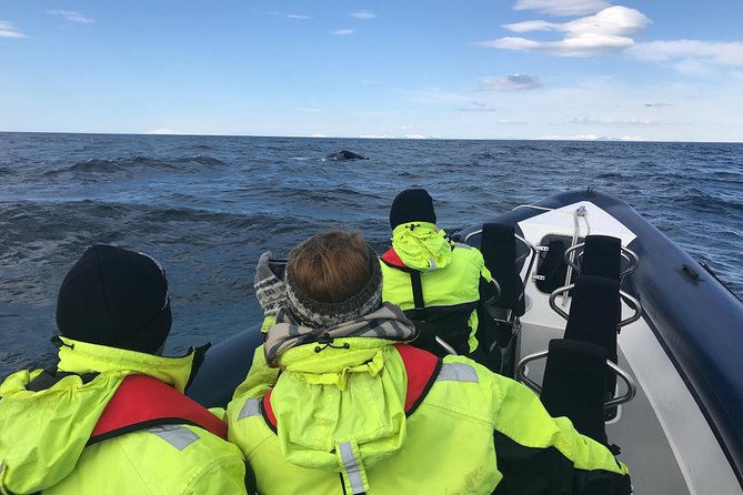 2-Hour RIB Boat Whale Watching Tour from Reykjavik - Timing, cancellations, and practical limits