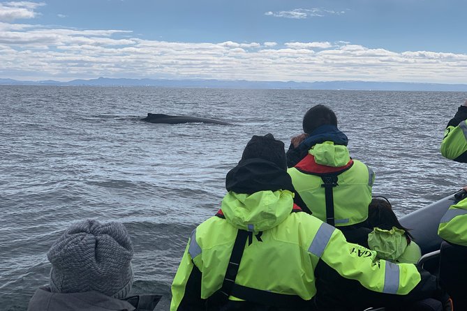2-Hour RIB Boat Whale Watching Tour from Reykjavik - Faxaflói Bay and the view of Esja