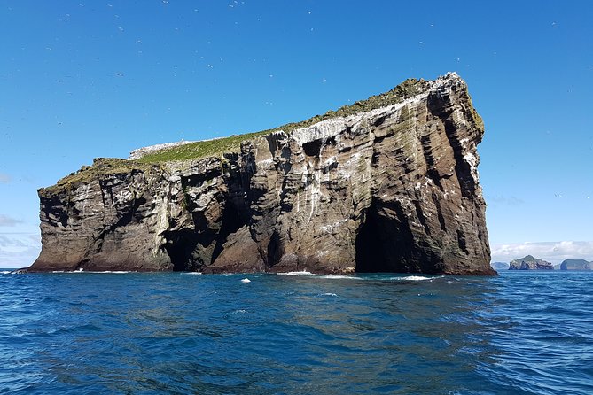 2 hour Round Trip in Vestmannaeyjar on a RIB Boat - Puffins, eider, and the island birdlife