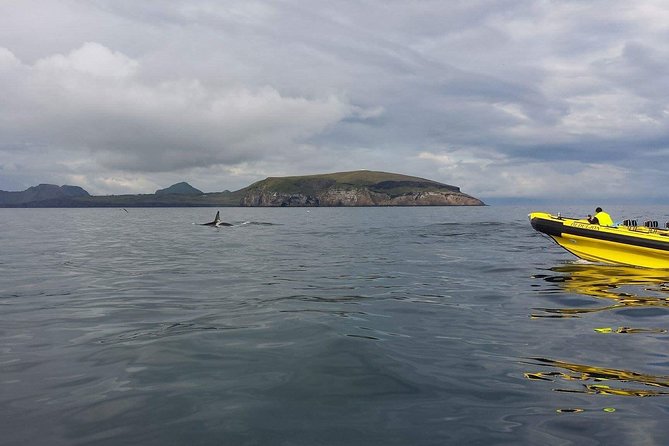 2 hour Round Trip in Vestmannaeyjar on a RIB Boat - Reaching Súlnasker and the outer islands