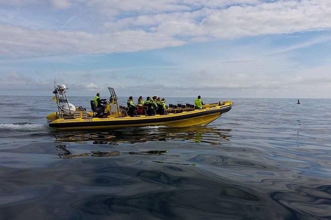 2 hour Round Trip in Vestmannaeyjar on a RIB Boat - What the $247.39 price really buys