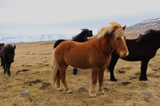 8 Day Winter Circle Tour, Ring Route of Iceland with Snæfellsnes Peninsula - Why the $679 price can work well