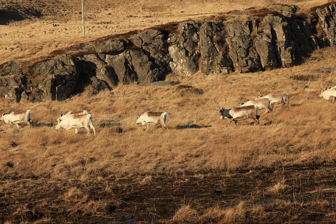8 Day Winter Circle Tour, Ring Route of Iceland with Snæfellsnes Peninsula - Day 7: The Snæfellsnes Peninsula in one busy day
