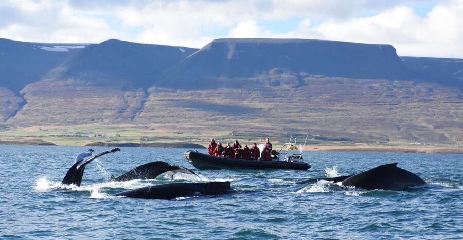 Akureyri: 2-Hour Whale Watching Express by RIB Speedboat - Why Eyjafjord is a fine place for whale watching