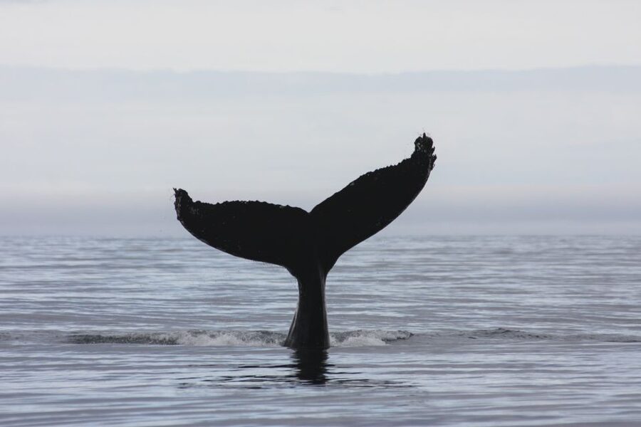 Akureyri: 2-Hour Whale Watching Express by RIB Speedboat - The guide makes the difference