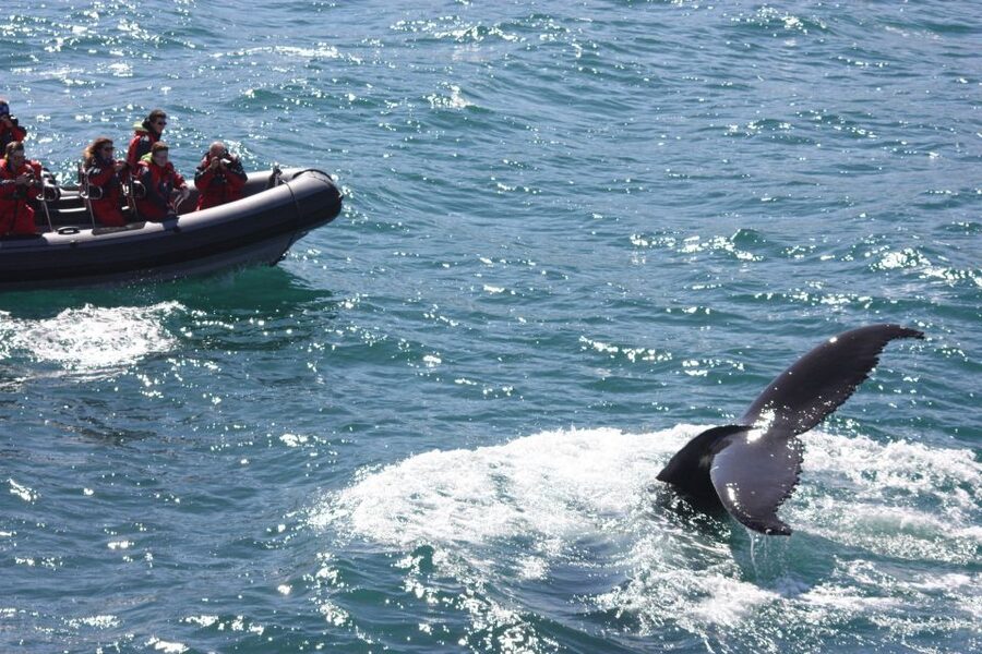 Akureyri: 2-Hour Whale Watching Express by RIB Speedboat - How close do you really get?
