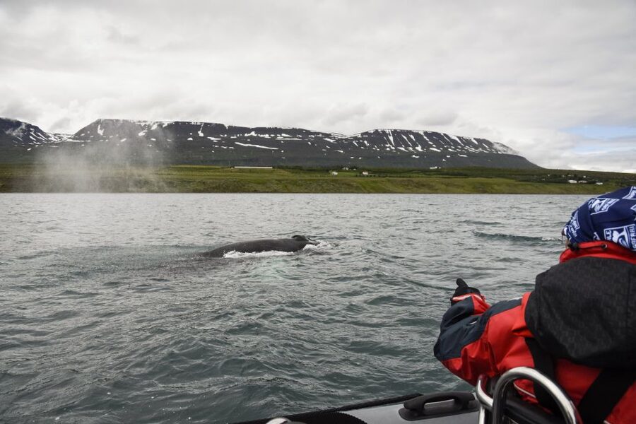 Akureyri: 2-Hour Whale Watching Express by RIB Speedboat - Is $200 good value?