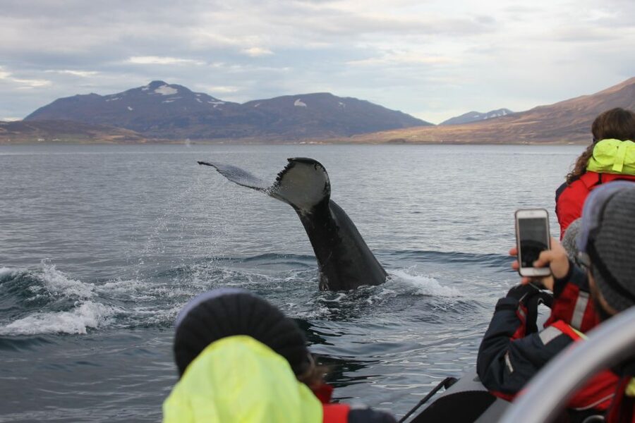 Akureyri: 2-Hour Whale Watching Express by RIB Speedboat - Starting at Hof and preparing for the RIB