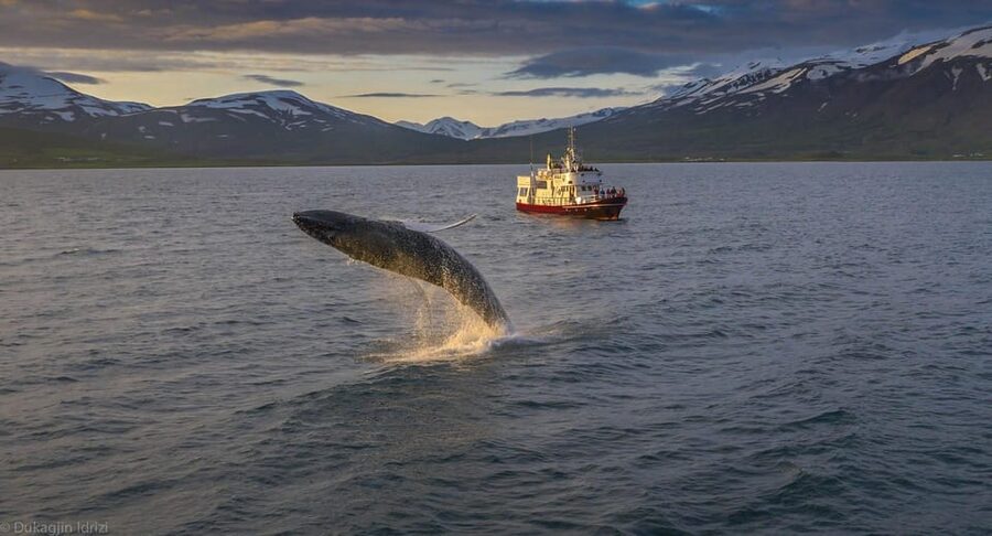 Akureyri: 3-Hour Classic Whale Watching Tour by Ship - Key things to know before sailing