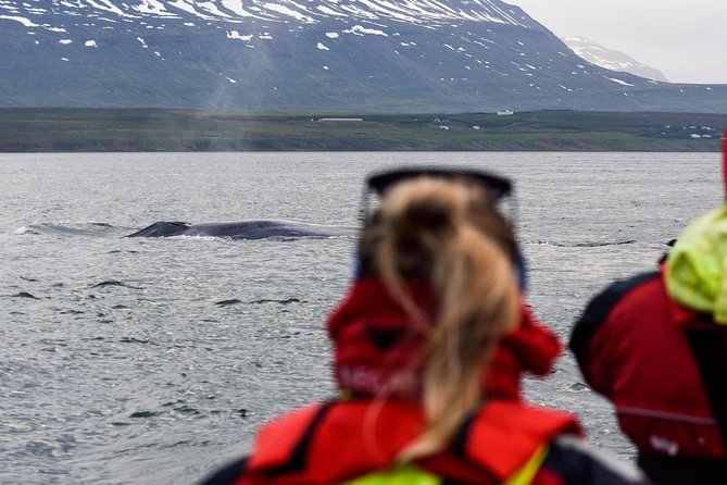 Akureyri Express Whale Watching by RIB boat - Why Akureyri Is a Smart Place for Whale Watching