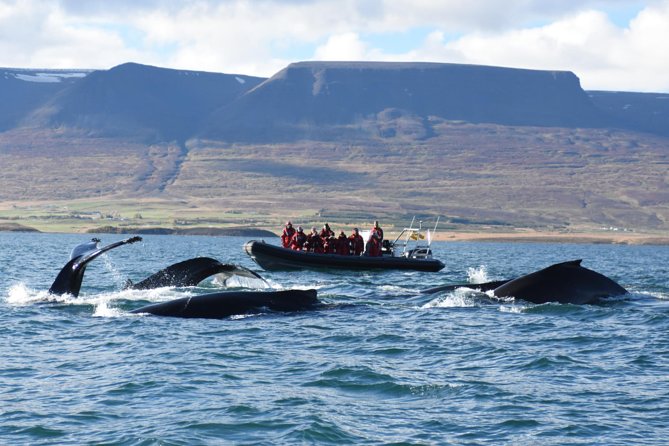 Akureyri Express Whale Watching by RIB boat - Boarding the 12-Passenger RIB