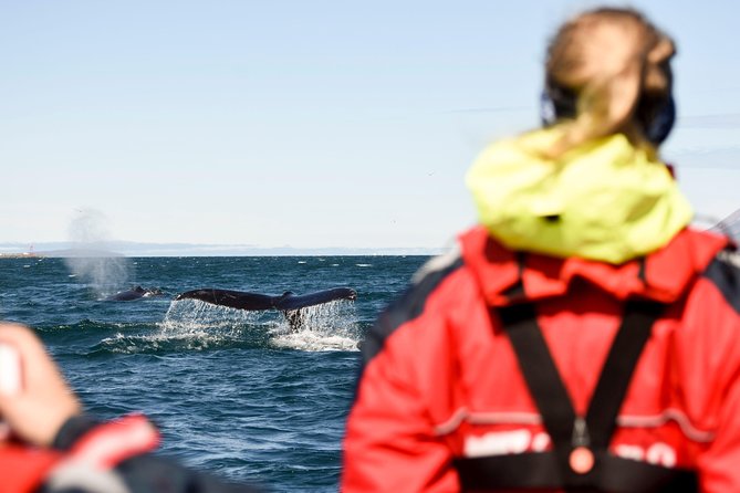 Akureyri Express Whale Watching by RIB boat - Watching for Humpbacks, Minke Whales, and Dolphins