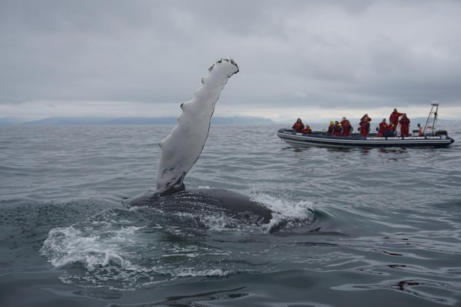 Akureyri Express Whale Watching by RIB boat - The Ride Out Through Eyjafjörður