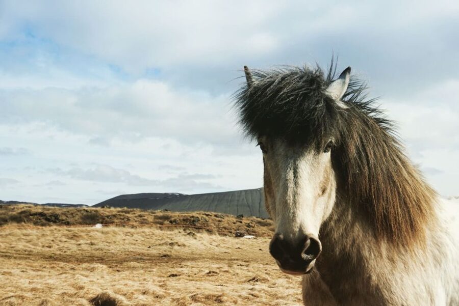 Akureyri Port: Lake Mývatn & Goðafoss Waterfall Day Trip - Hverir, where the ground boils