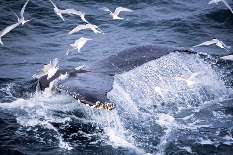 Akureyri: Whale Watching in the Midnight Sun - Practical ways to make the most of it