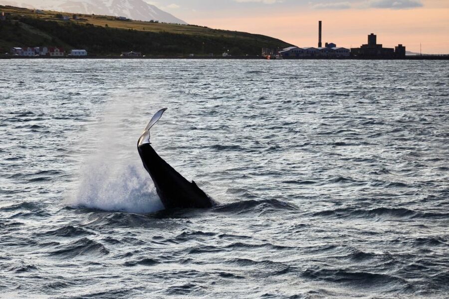 Akureyri: Whale Watching in the Midnight Sun - Leaving Akureyri for Eyjafjörður