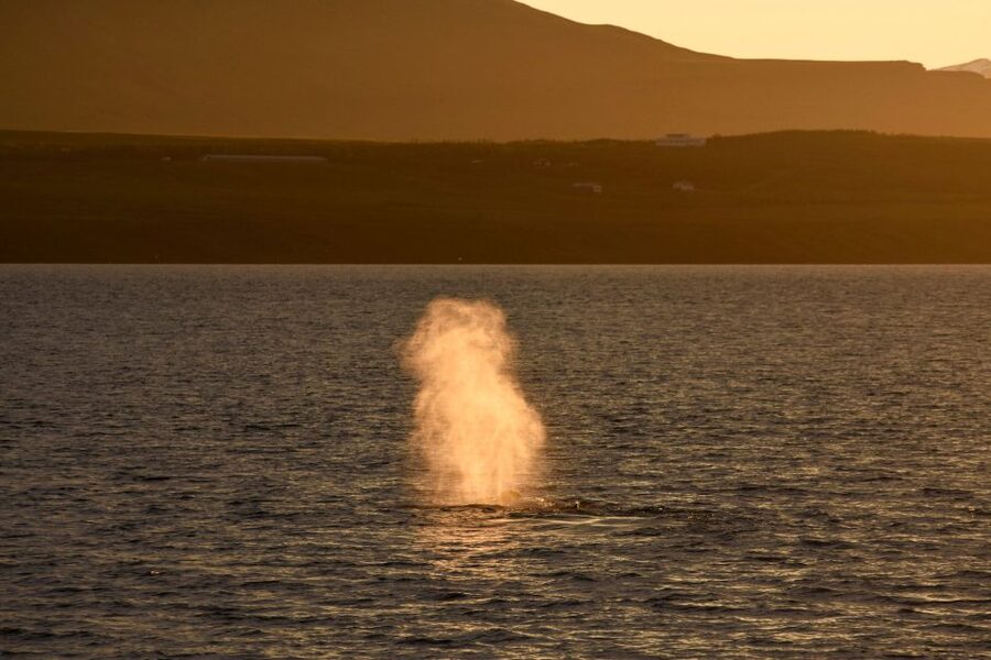 Akureyri: Whale Watching in the Midnight Sun - Guides, commentary, and the sound system