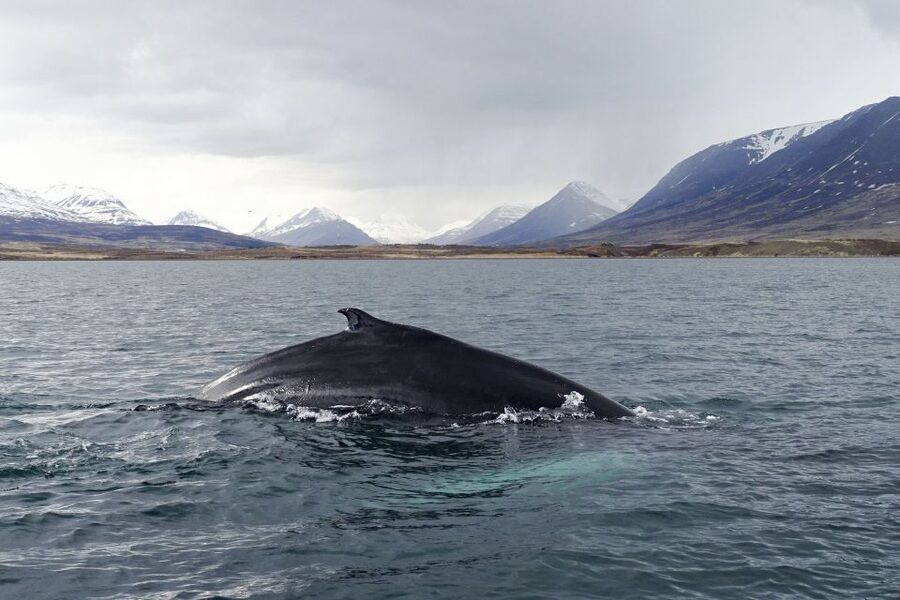 Akureyri: Whale Watching in the Midnight Sun - Who will enjoy this cruise most?