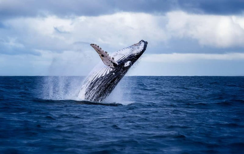 Akureyri: Whale Watching Shore Excursions - Searching for humpbacks in the fjord