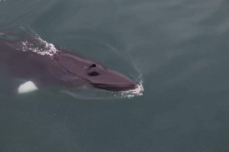 Akureyri: Whale Watching Shore Excursions - Warm coveralls make the difference