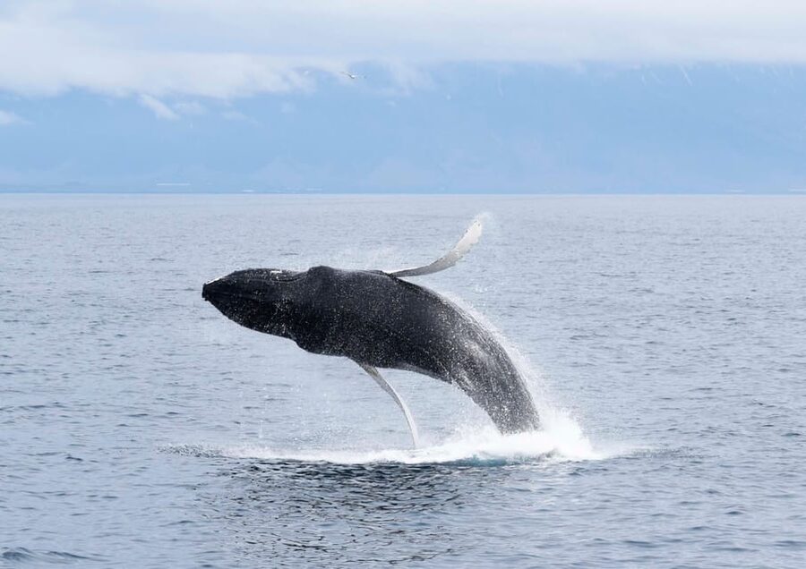 Akureyri: Whale Watching Tour & Forest Lagoon Entrance - Key details before you book