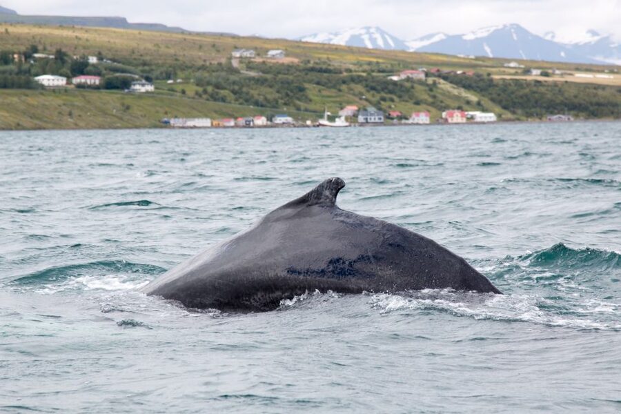 Árskógssandur: Whale-Watching Boat Trip - Key points to know before booking