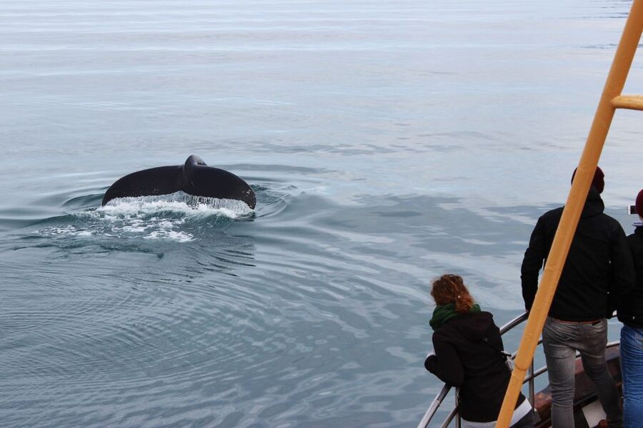 Árskógssandur: Whale-Watching Boat Trip - Reading the water for whales