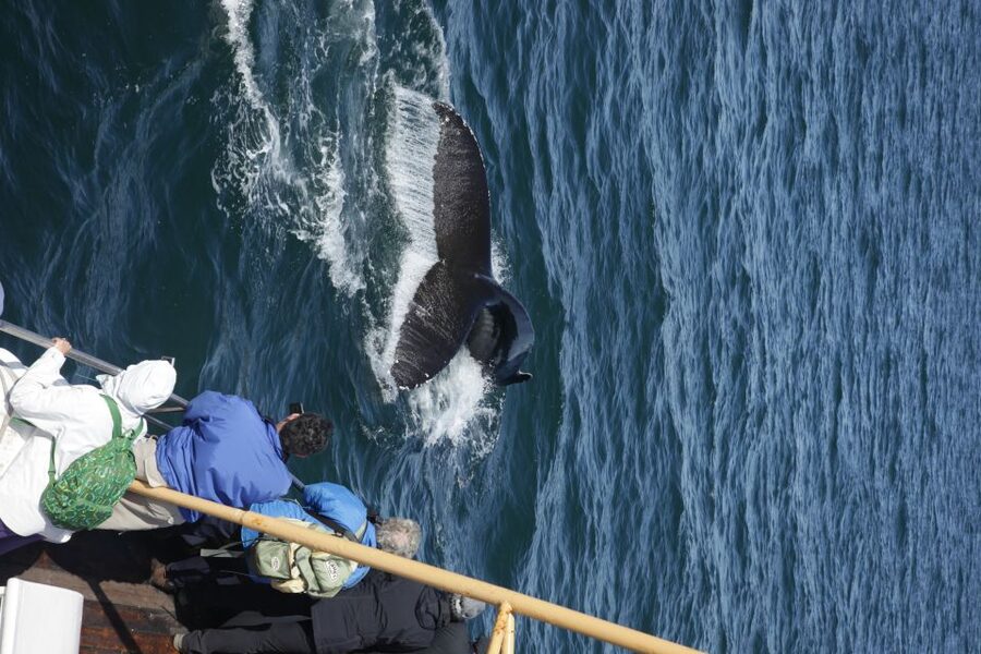 Árskógssandur: Whale-Watching Boat Trip - More than whales: dolphins, porpoises, and seabirds