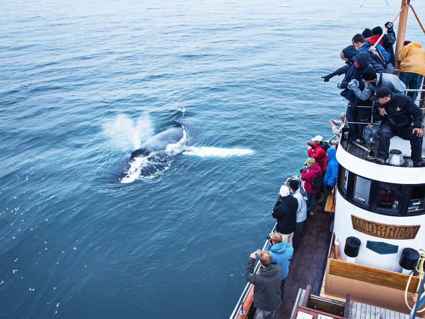 Árskógssandur: Whale-Watching Boat Trip - The fjord is part of the itinerary