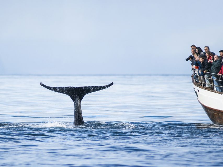 Árskógssandur: Whale-Watching Boat Trip - How much time should you allow?