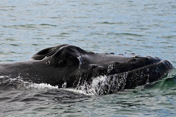 ATV & Whale Watching Full day adventure in Reykjavik - Riding off-road toward Ulfarsfell