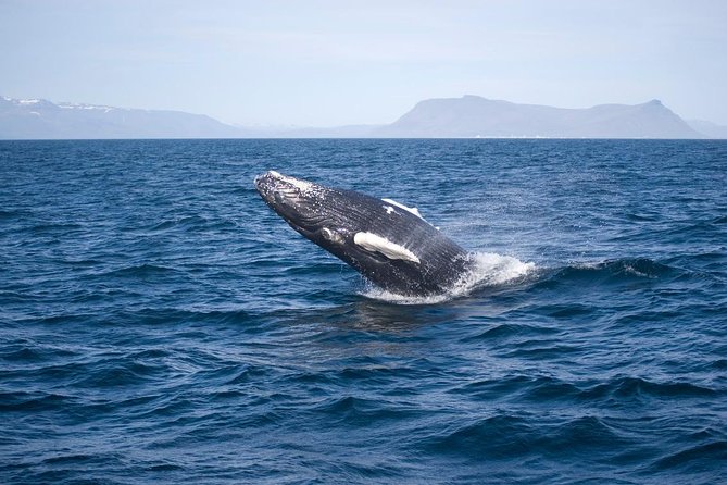 ATV & Whale Watching Full day adventure in Reykjavik - The Ulfarsfell viewpoint