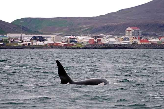 ATV & Whale Watching Full day adventure in Reykjavik - Three hours in Faxafloi Bay