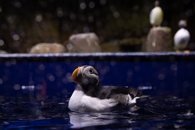 Beluga and Puffin Sanctuary Visitor Centre with Aquarium - The puffin hospital and a closer look at island wildlife