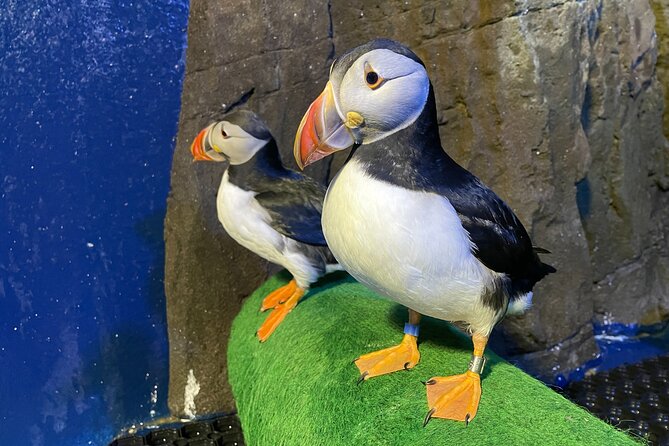 Beluga and Puffin Sanctuary Visitor Centre with Aquarium - The native species aquarium in about 40 minutes