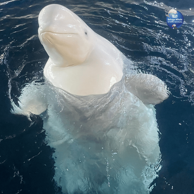 Beluga Whale Sanctuary - Admissions - Planning the Ferry Ride to Vestmannaeyjar