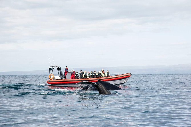 Big Whales & Puffins RIB boat tour from Húsavík - Setting out across Skjálfandi Bay