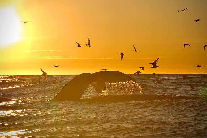 Big Whales & Puffins RIB boat tour from Húsavík - Lundey, Iceland’s Puffin Island