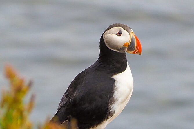 Big Whales & Puffins RIB boat tour from Húsavík - Tjörnes Peninsula and its two-million-year-old fossils