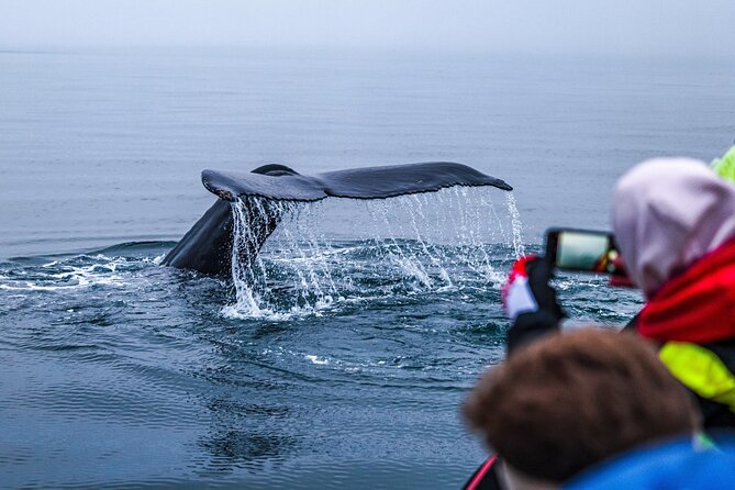 Big Whales & Puffins RIB boat tour from Húsavík - Is $203.16 a fair price?