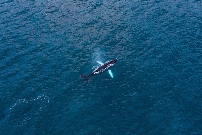 Big Whales & Puffins RIB boat tour from Húsavík - Whale watching with a guide who can focus on you