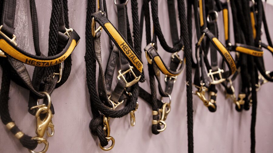 Borgarnes: Horseback Riding Tour with Prep Lesson - Starting at Hestaland, 15 minutes from Borgarnes
